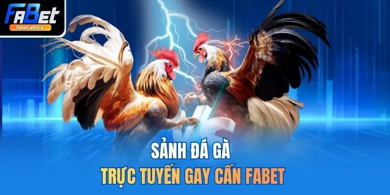 Sảnh đá gà trực tuyến gay cấn FABET
